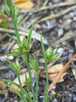 Juncus capitatus