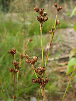 Juncus squarrosus