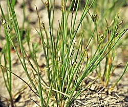 Juncus tenageia