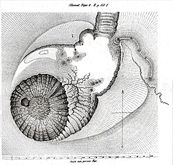 Gunung Slamat. Fig. 6(2. Band Seite 164)