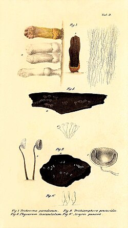 Praemissa in floram cryptogamicam Javae Insulae, Tab. II