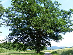 Stiel-Eiche in Wrießnitz