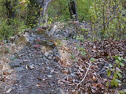 Natürliche Felsbildung im Sandstein-Wienerwald