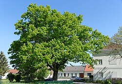 1 Eiche (Kaisereiche)