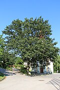 Eiche (Kaisereiche)