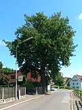 Stieleiche (Quercus robur) Resch-Eiche