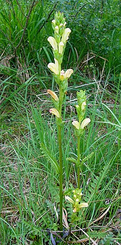 Pedicularis sceptrum-carolinum