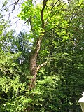 Trompetenbaum (Catalpa bignonioides)