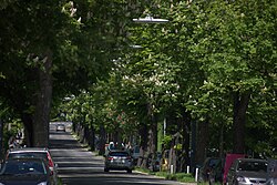 Rosskastanienallee (Aesculus hippocastanum)