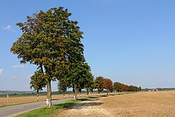 Kastanienallee beidseits der Landesstraße 2192