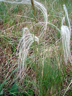 Stipa dasyphylla