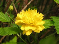 Pleniflora – Blüte