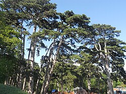 mehrere Kieferngruppen