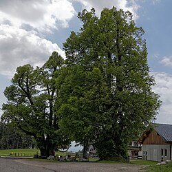 2 Sommer-Linden in Gräbern, Kirchenlinden in Gräbern