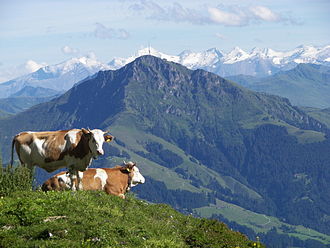 Kitzbüheler Horn vom Hochgrubachkar(Wilder Kaiser) aus gesehen