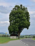 Donabauer Linde