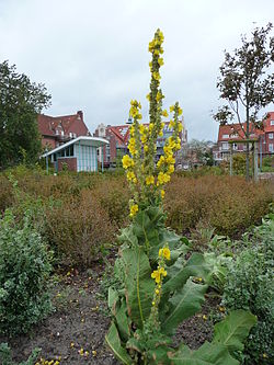 Verbascum thapsus, nicht unbedingt die Unterart crassifolium