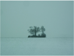 2 Kogelbaum = 1&nbsp;Rotbuche, 1&nbsp;Zerreiche