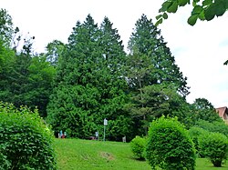 Koniferenbaumgruppe (2 echte Wacholder, 4 Riesenlebensbäume davon 1 Zwiesel, 2 Sadebäume)