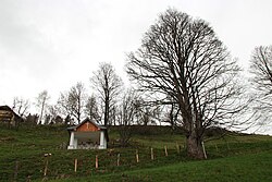 Bergahorn (Acer pseudoplatanus)
