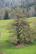 Lärche (Larix decidua)