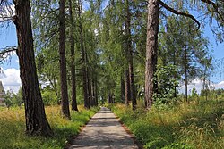 Lärchenallee