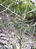 Die tief fiederteiligen Blätter des in Österreich gefährdeten Ruten-Lattichs (Lactuca viminea) sind optimal an die Trockenheit der Felshänge angepasst.