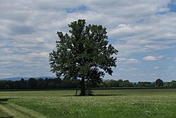 Lafnitz-Stögersbach-Auen Wolfau