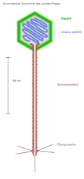 Lambda-Phage (Escherichia-Virus Lambda, Hendrixvirinae, Siphoviren); ein schematischer Querschnitt