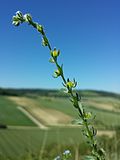 Kletten-Igelsame (Lappula squarrosa), in Österreich gefährdet.