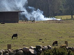 Feuer von feuchtem Laub im offenen Abbrand (ohne Kamineffekt) ergibt kühlere und durch Ruß schwerere Rauchgase, die wenig Auftrieb zeigen