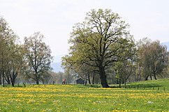 Baum im Vordergrund, im Hintergrund einige Bäume; ein Radfahrer fährt durch das Bild; aufgenommen im Frühling