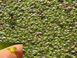 Wolffia arrhiza