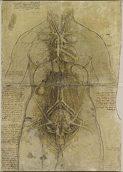 Anatomie einer Frau