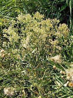 Lepidium latifolium