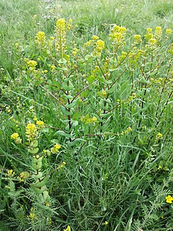 Lepidium perfoliatum