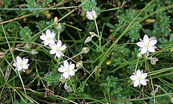 Spergularia marina
