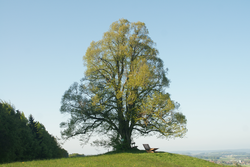 Linde am Thurn, Berndorf