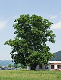 Sommerlinde