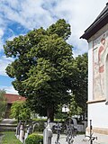 Linde auf dem Dorfplatz neben der Kirche