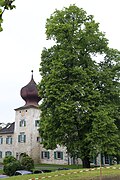 Linde beim Altersheim Gneisenau