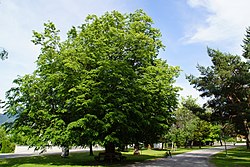 Linde im Gemeindepark