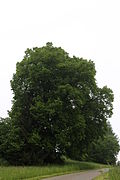 Aumüller-Linde in Steinbach