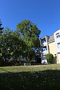 Linde unter dem Bergisel