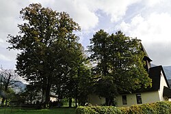 Linden in Dollich