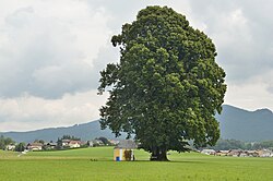 Linden in Kirchfenning