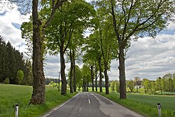 Allee entlang der Bundesstraße 5