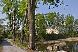 Lindenallee in Engelstein