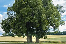 Lindengruppe „Dreikreuzbäume“