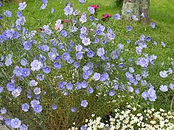 Linum perenne